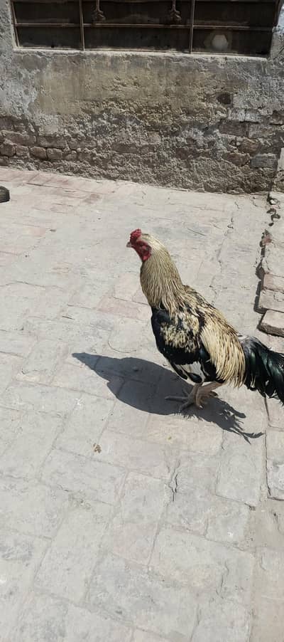 aseel murga for sale