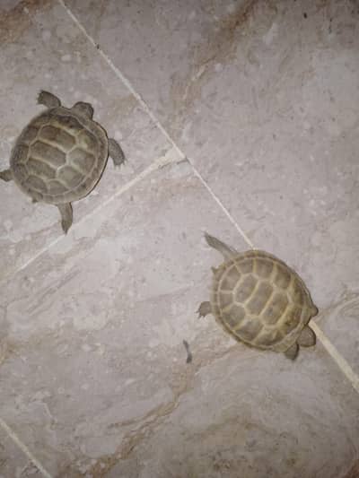 Healthy  Turtles