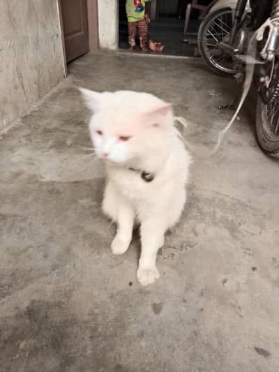 Russian cat for sale