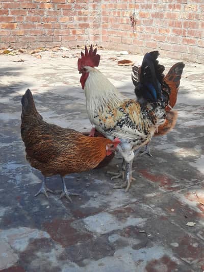 Desi hen's cock