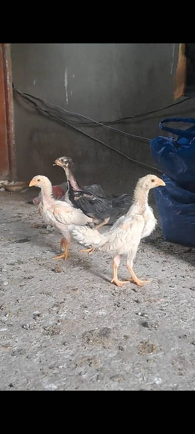 o shamo breed king size 2 month chicks