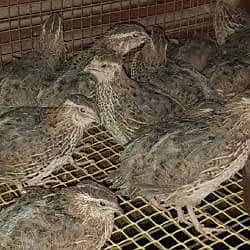 Batair available hen healthy and active