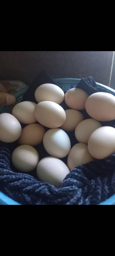 Fresh Eggs For Sale .