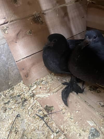Fancy Peigion breader