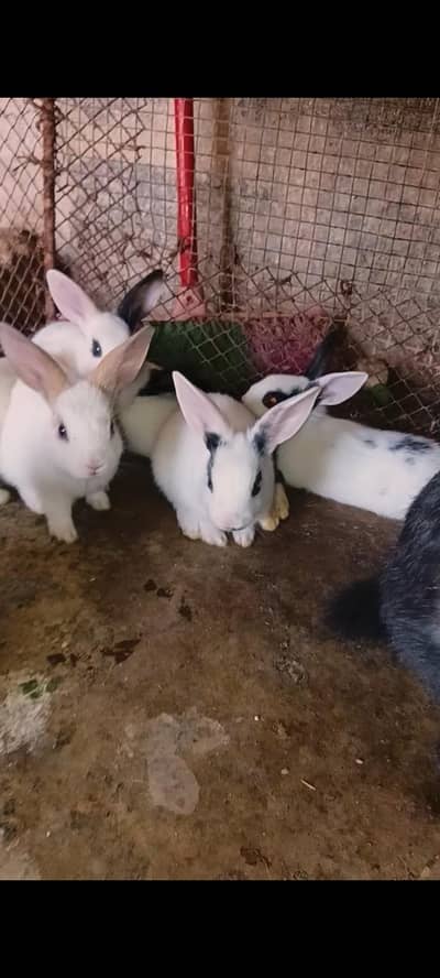 Rabbit Babes / Bunnies