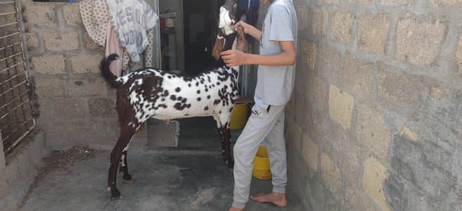 double haddi breeder bakra