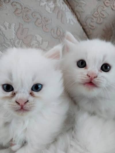 white Persian