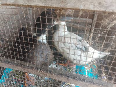 home bread pair egg laying  beautiful colour