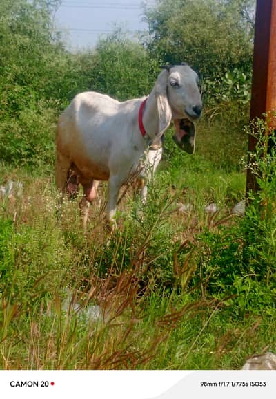 white bakri doodh wali