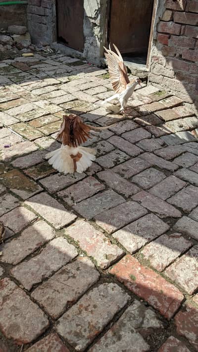 sherazi breeder pair for sale