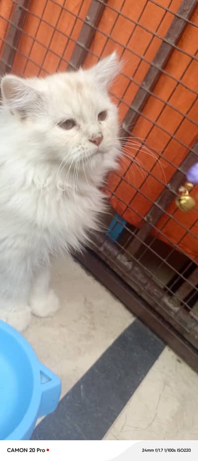 White Doll Face Full Persian Female Cat