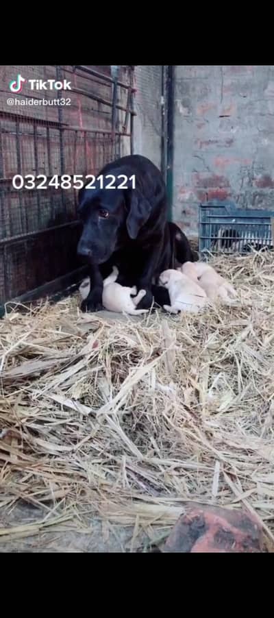 Labrador female black and coklat clr