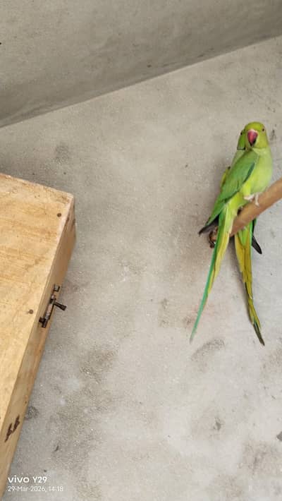 Title: Healthy Parrot Pair for Sale – Active & Beautiful