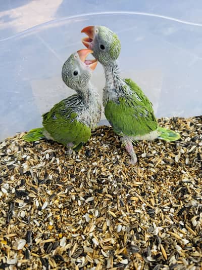 Raw parrot baby