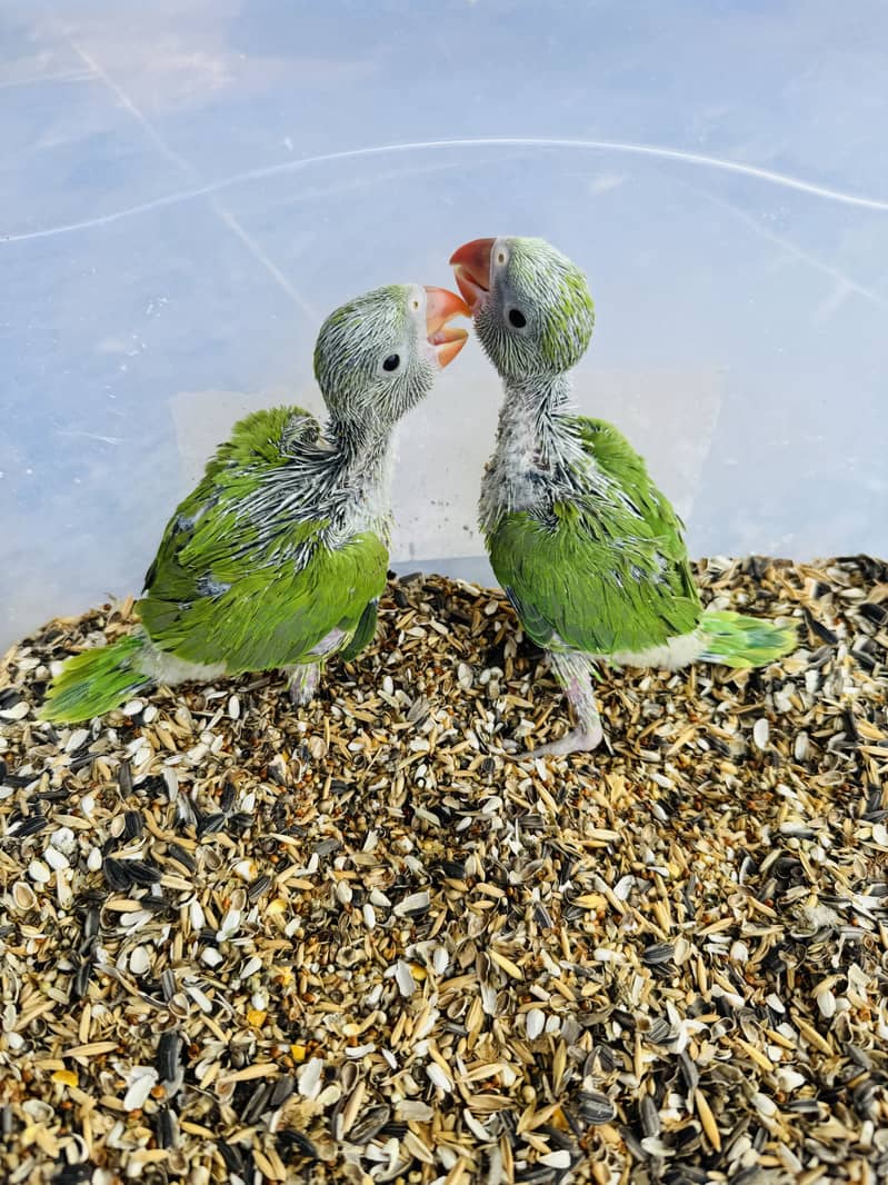 Raw parrot baby - Parrots - 1112690320