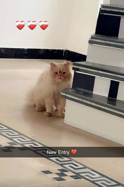 Extreme punch face adult male with round eyes