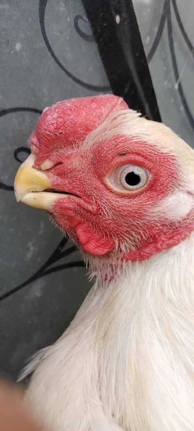 indian parrot beak aseel |paper white /long tail aseel/male
