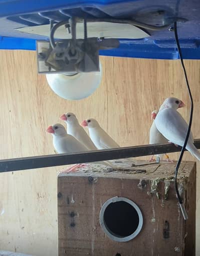 White java finch breader pair colony for sale