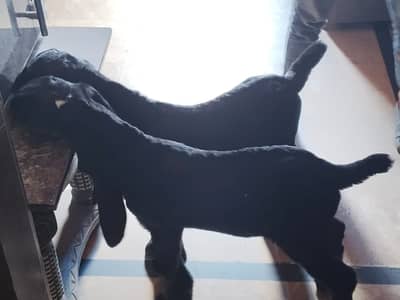 Pure Beetal Jet black male Bakra