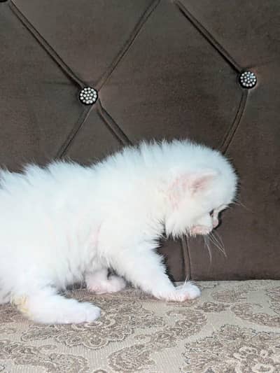 Persian cute kitten