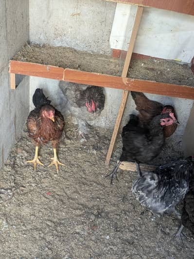 Aseel Dasi Gray h puff