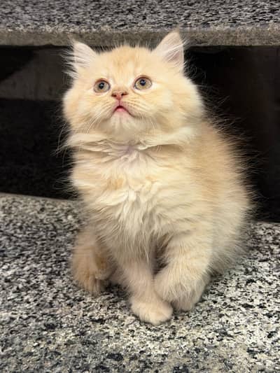 Home breed Tripple coated Persian kitten
