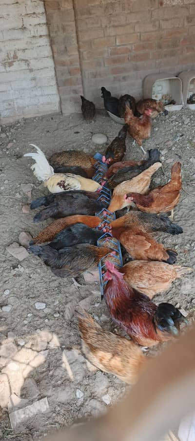 Free Range  Desi Eggs