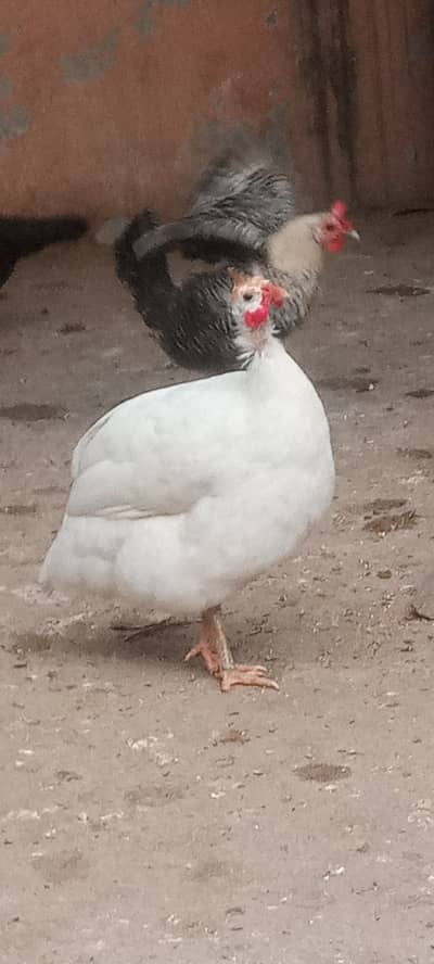 Male Geniua Fawl For sale