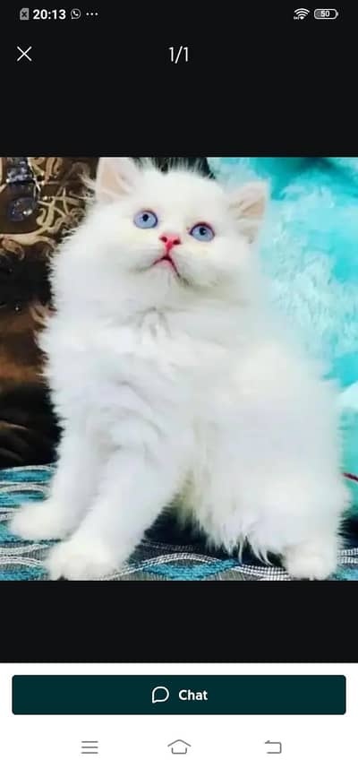 Persian cat for sale male or female my WhatsApp number 03214390746
