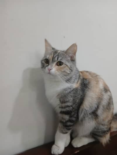 Healthy play full cat mixed breed Persian plus stray