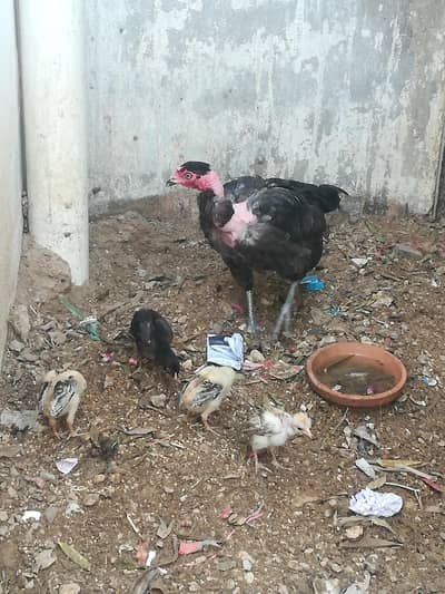 Madagascar aseel hen for sale