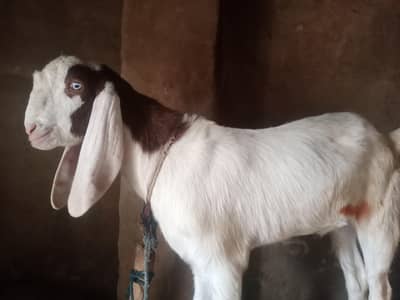 قسم بکرا وزن 50 کلو ڈوندا بکرا کھسی بکرا قربانی