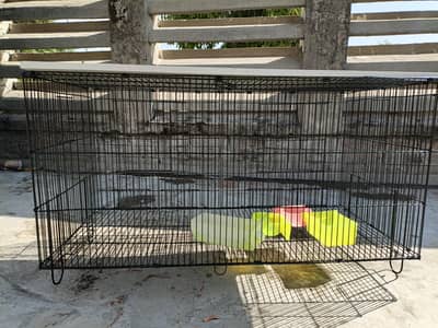 Bird Cage