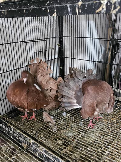 Breeder Faintair pair