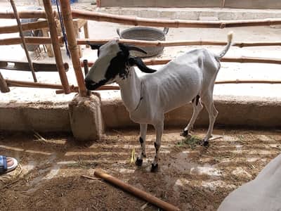 1 bakri hai Urgent sale Karni hai pasya Ki need hai