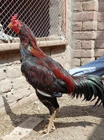 asil chicks, asil jawa, asil lakha, white misri, asil hen