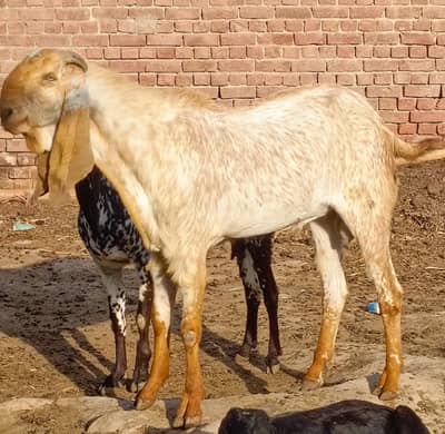 Makhi Cheena Breeder| Bakra for sale