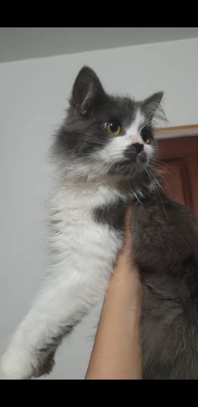 Persian cat for adoption. Fluffy kittens for adoption 03254240227