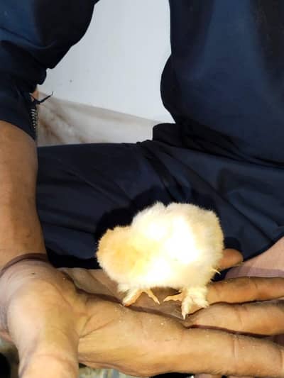 golden buff chicks