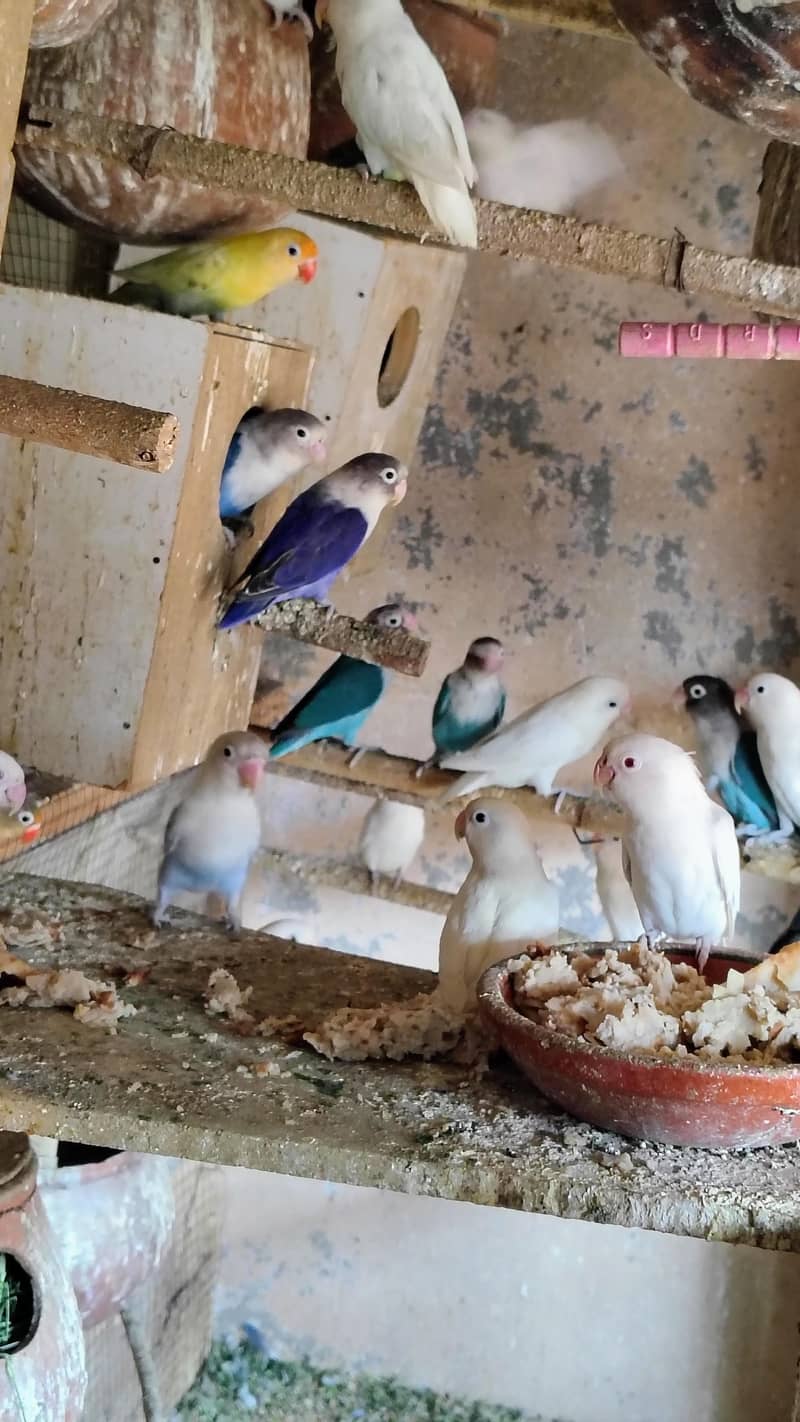 بریڈنگ کالونی سیل 0