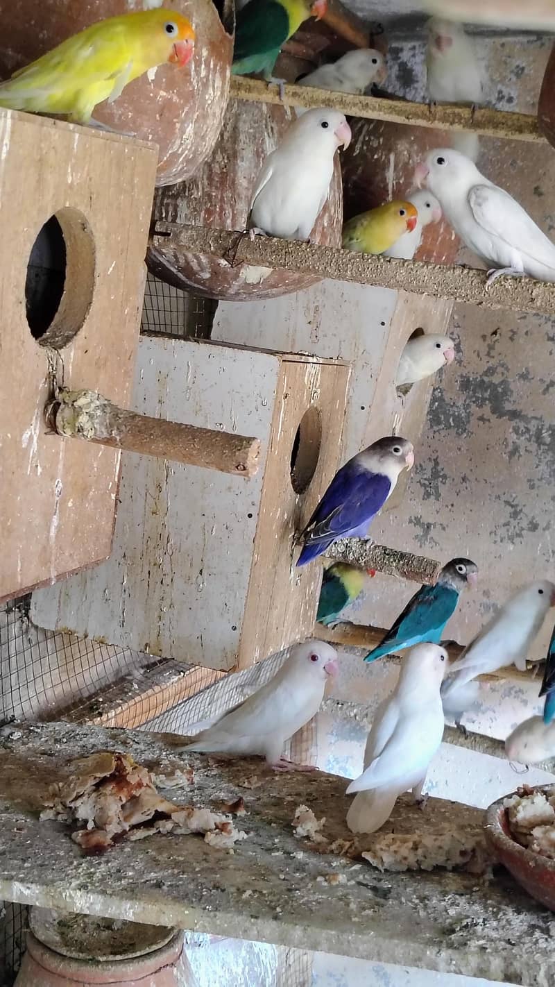 بریڈنگ کالونی سیل 1