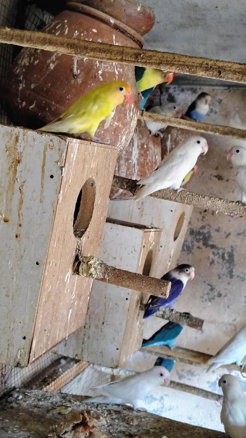 بریڈنگ کالونی سیل 2