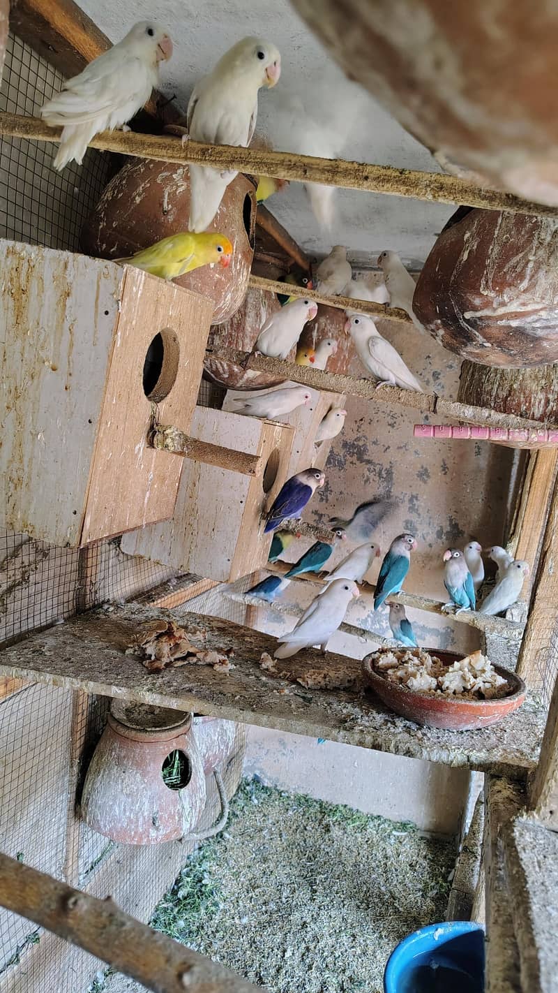 بریڈنگ کالونی سیل 3