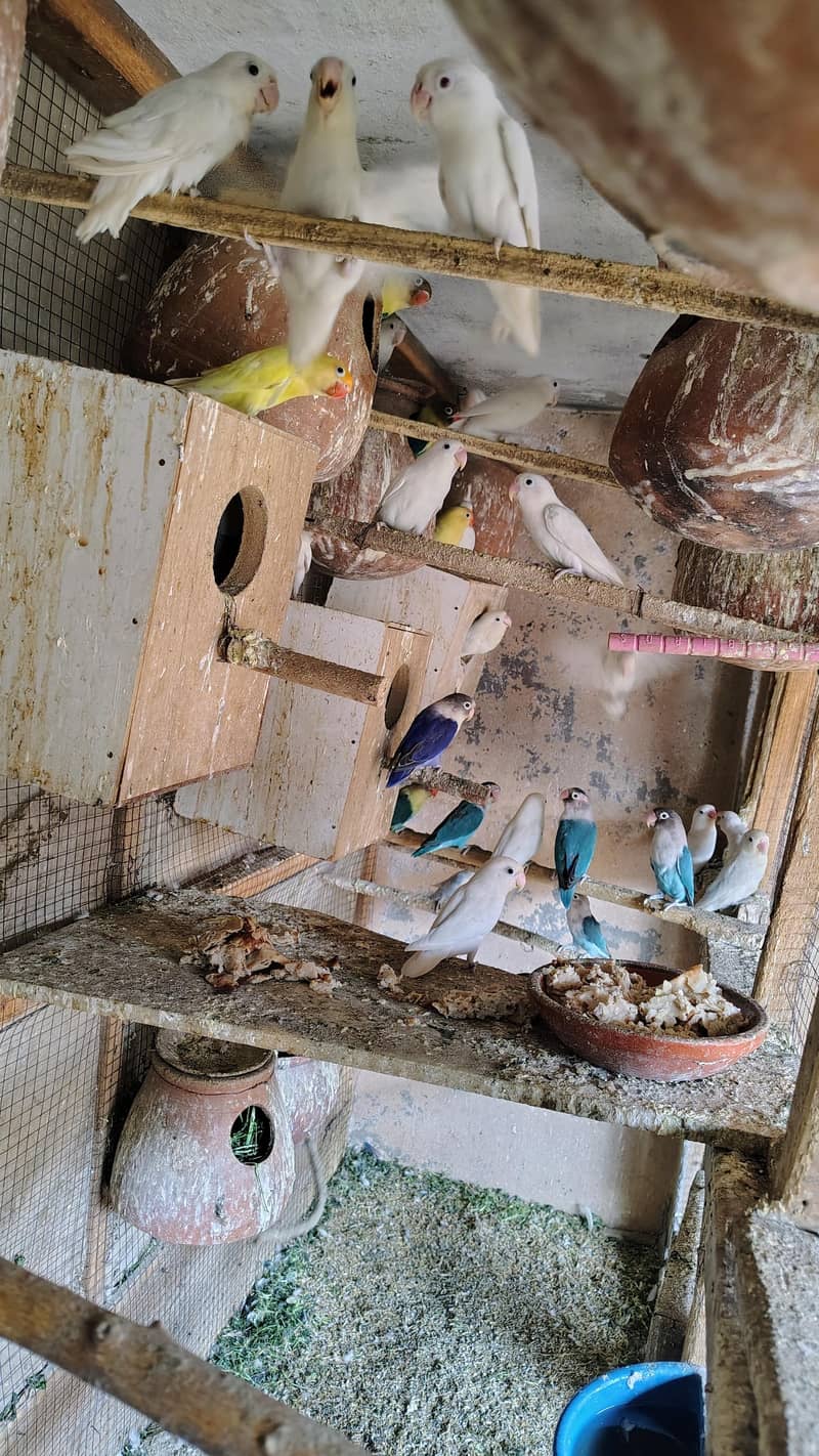 بریڈنگ کالونی سیل 4