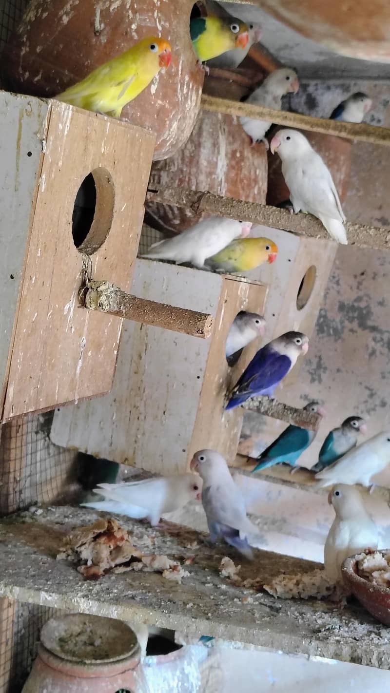 بریڈنگ کالونی سیل 5