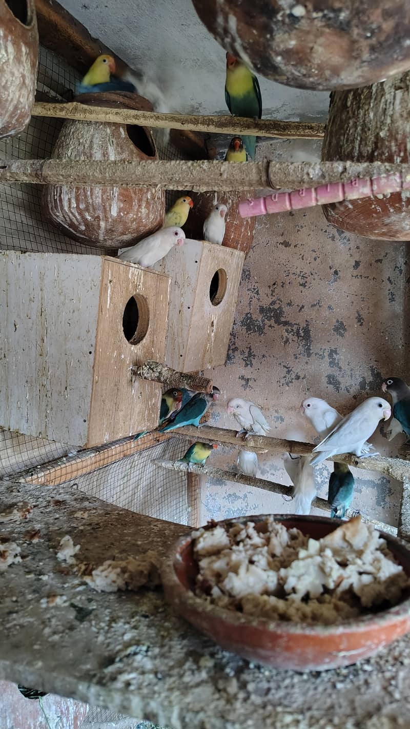 بریڈنگ کالونی سیل 6