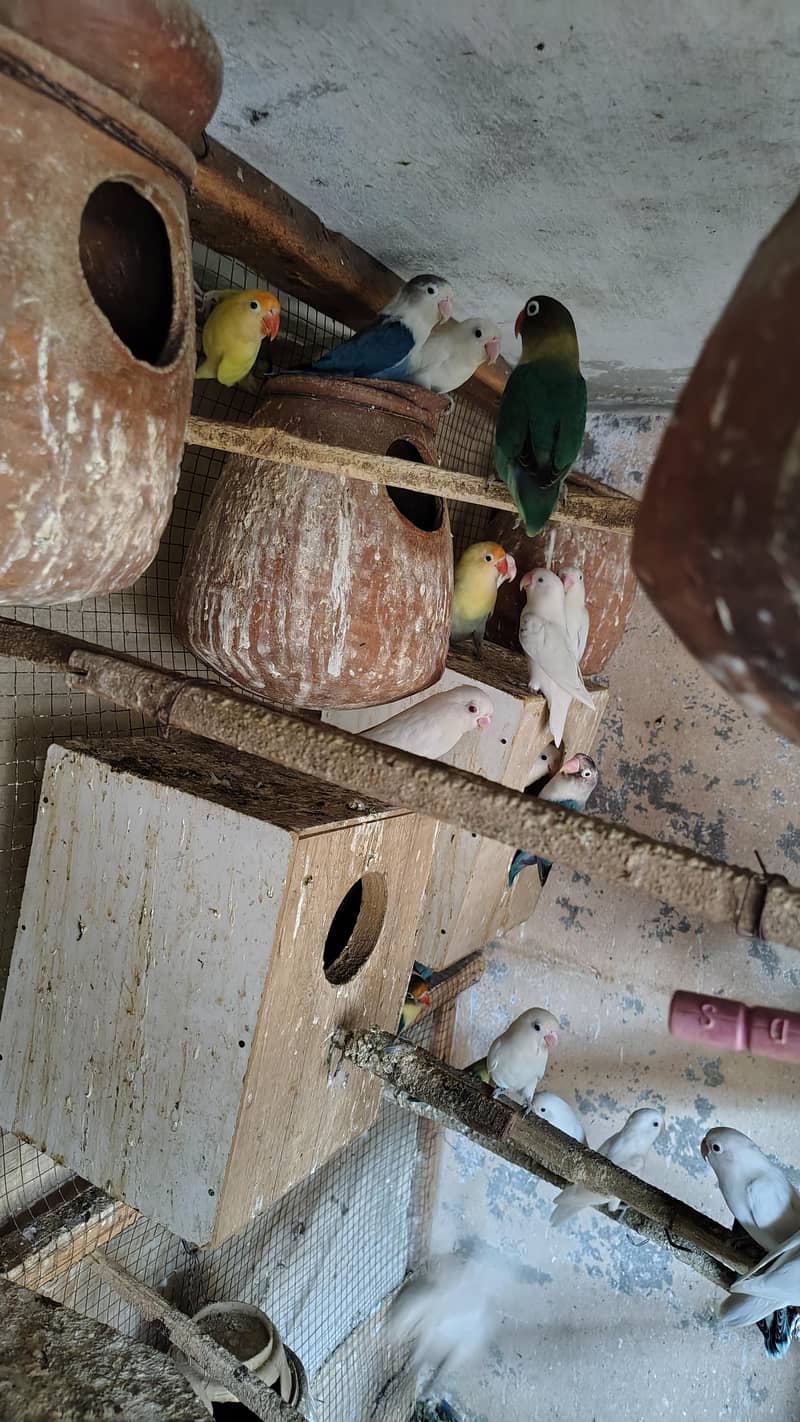 بریڈنگ کالونی سیل 7