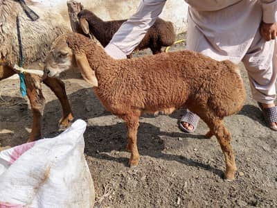 2 female's  with 3 male baby