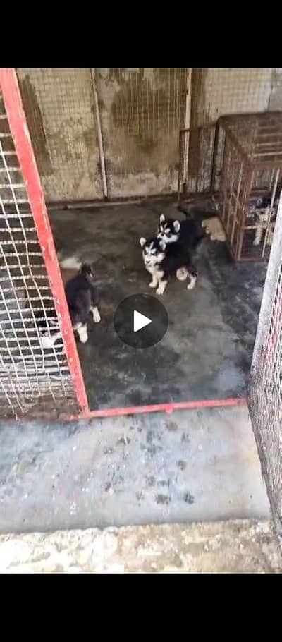 husky puppies for sale