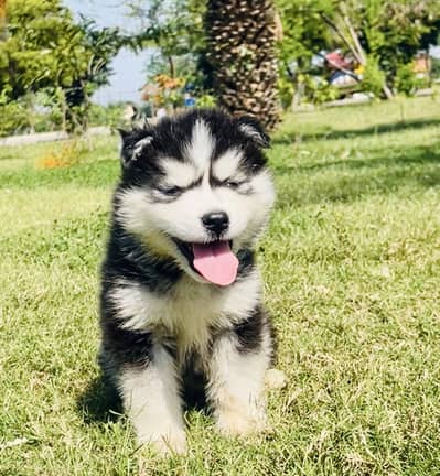 Wooly Coat Siberian Husky Like a Teddy Bear